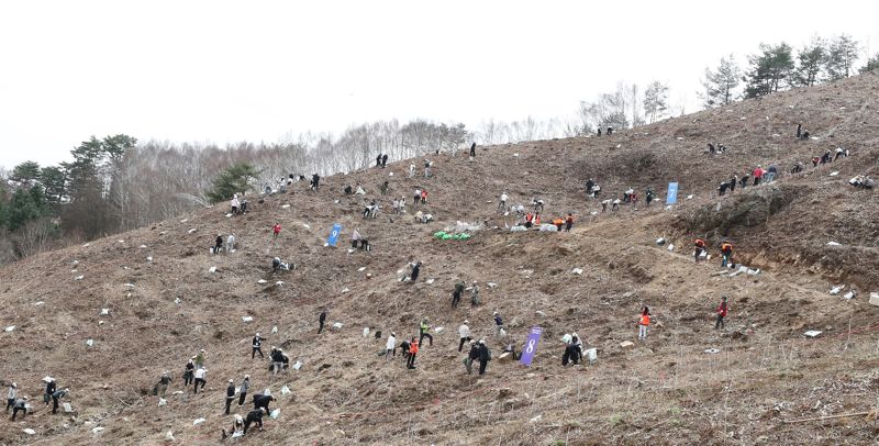 유한킴벌리 ‘우리강산 푸르게 푸르게 ‘2025 신혼부부 나무심기’ 행사가 지난 12일 강원도 인제 자작나무숲에서 열려 신혼부부 100쌍과 임직원 등 300명이 은행나무 4,500 그루를 심었다. 인제 자작나무숲은 2023년 12월 폭설과 강추위로 나뭇가지가 얼어 쓰러지거나 휘어지는 등 피해를 입었다. 자작나무 숲 군락의 특성을 유지하면서 생물다양성을 확보하는 차원에서 은행나무를 심게 됐다. 유한킴벌리는 미래 세대에게 건강한 숲을 물려주겠다는 책임과 약속을 담아 1985년부터 신혼부부와 함께 나무를 심어오고 있다. 사진=유한킴벌리 제