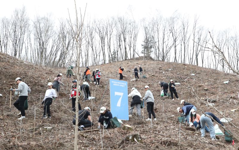 유한킴벌리 ‘우리강산 푸르게 푸르게 ‘2025 신혼부부 나무심기’ 행사가 지난 12일 강원도 인제 자작나무숲에서 열려 신혼부부 100쌍과 임직원 등 300명이 은행나무 4,500 그루를 심었다. 인제 자작나무숲은 2023년 12월 폭설과 강추위로 나뭇가지가 얼어 쓰러지거나 휘어지는 등 피해를 입었다. 자작나무 숲 군락의 특성을 유지하면서 생물다양성을 확보하는 차원에서 은행나무를 심게 됐다. 유한킴벌리는 미래 세대에게 건강한 숲을 물려주겠다는 책임과 약속을 담아 1985년부터 신혼부부와 함께 나무를 심어오고 있다. 사진=유한킴벌리 제