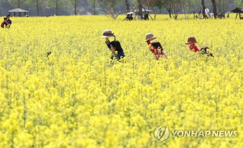 경남 창녕군 남지읍 유채꽃밭 (출처=연합뉴스)