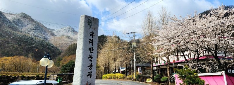 4월 벚꽃과 설경.(독자 제공. 재판매 및 DB금지)/뉴스1