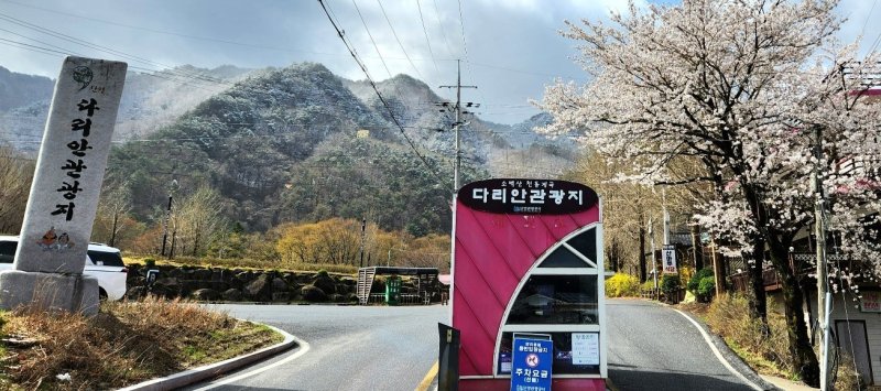 4월 벚꽃과 설경.(독자 제공. 재판매 및 DB금지)/뉴스1