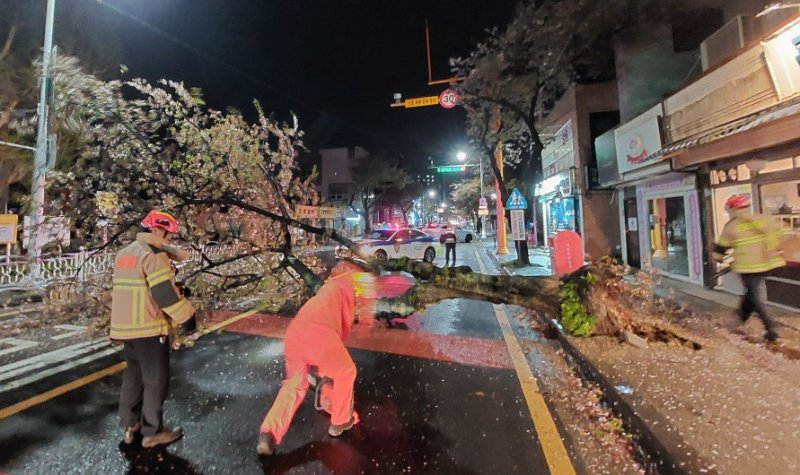 강풍에 쓰러진 가로수 제거 작업 (출처=연합뉴스)