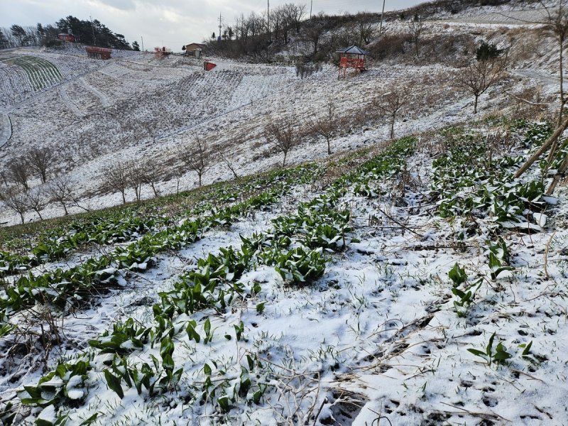 냉해 피해를 본 산나물 (출처=연합뉴스)