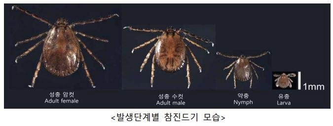 중증열성혈소판감소증후군(SFTS)을 옮길 수 있는 참진드기의 발생 단계별 모습. 왼쪽부터 성충 암컷과 성충 수컷, 약충, 유충이다. 크기가 작아 야외활동 뒤 피부와 옷을 꼼꼼히 확인해야 한다. /사진=질병관리청 제공