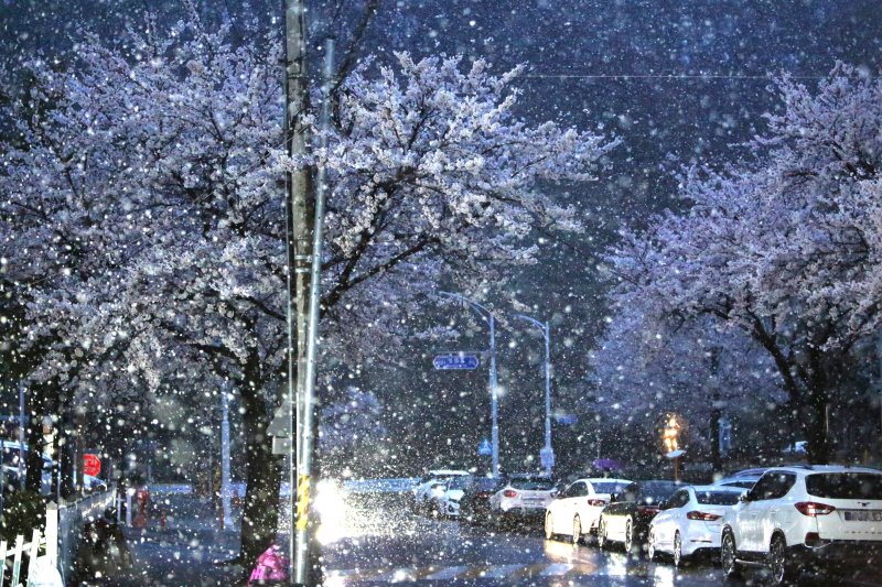 13일 오후 충북 제천에서 만개한 벚꽃 위로 폭설이 내려 이색 풍경을 연출하고 있다. 2025.4.13/뉴스1 ⓒ News1 손도언 기자