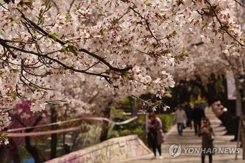 궂은 날씨 속 벚꽃 구경 (출처=연합뉴스)