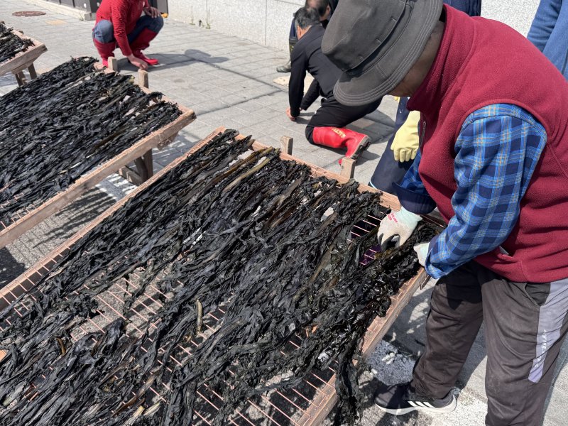 지난 9일 찾은 울산 북구 정자항. 울산지역 대표 수산물인 강동 돌미역이 건조장에 널려있다.2025.4.9./뉴스1 김세은 기자