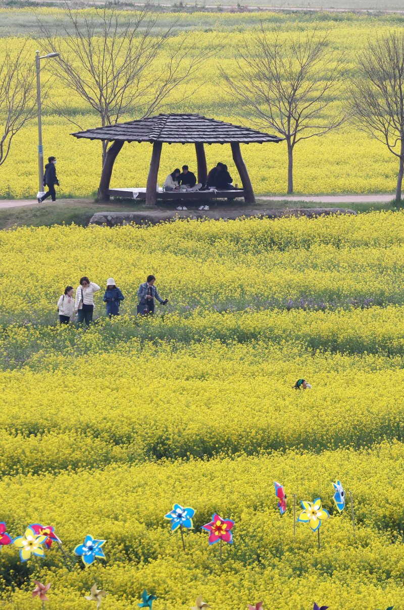 [부산=뉴시스] 하경민 기자 = 14일 부산 강서구 대저생태공원 유채꽃경관단지를 찾은 시민과 관광객들이 봄 나들이를 즐기고 있다. 2025.04.14. yulnetphoto@newsis.com