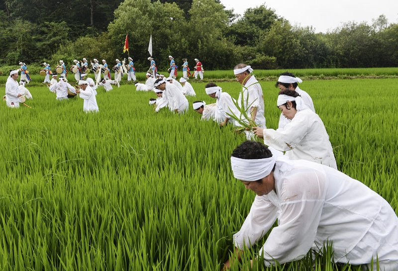 광주 서창동 발산마을 들녘에서 열린 서창 만드리 풍년제 자료 사진.(광주 서구청 제공. 재판매 및 DB 금지)