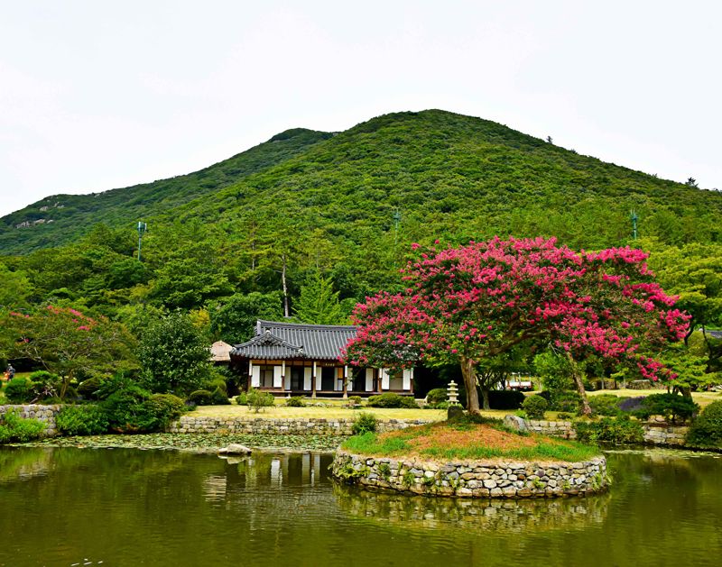 산림청 '2025 올해의 나무'로 선정된 진도 운림산방 배롱나무는?