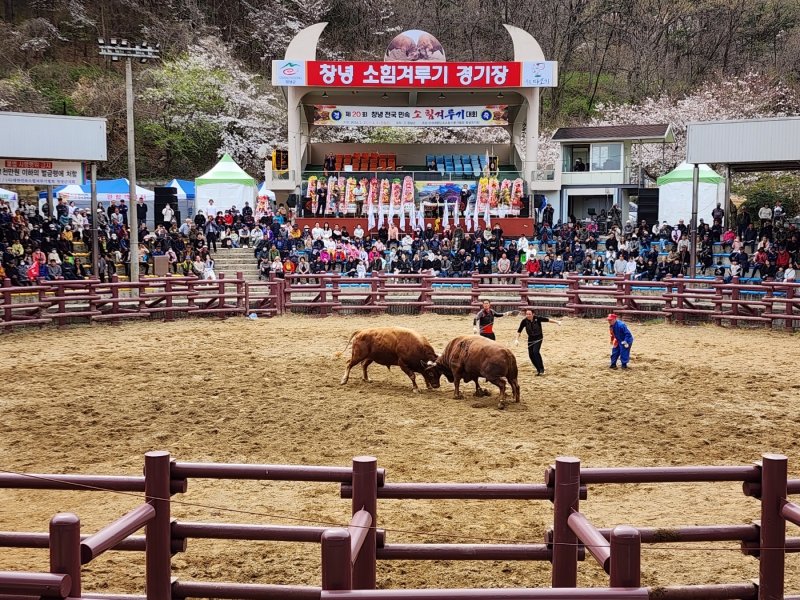 제21회 창녕 전국 민속소힘겨루기대회(창녕군 제공. 재판매 및 DB금지)