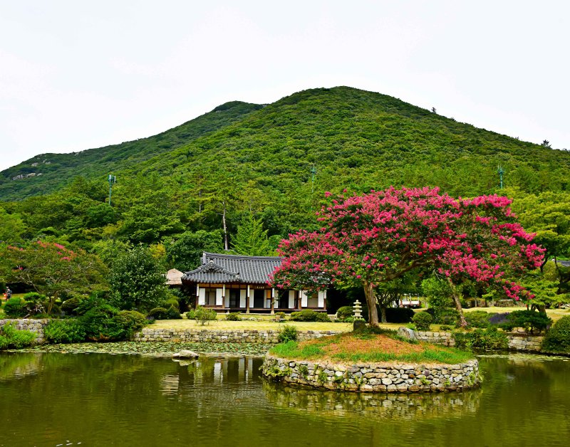 진도 운림산방 배롱나무. (사진=전남도 제공) *재판매 및 DB 금지