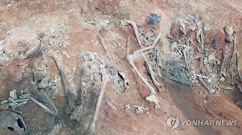 75년 만에 다시 빛 본 당진 민간인 학살 희생자 유해들 (출처=연합뉴스)