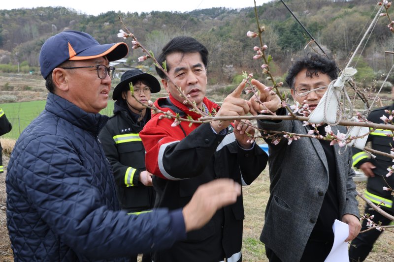 최재형 보은군수가 마로면의 한 복숭아재배농가를 찾아 꽃 상태를 살펴보고 있다. (보은군 제공. 재판매 및 DB금지) /뉴스1