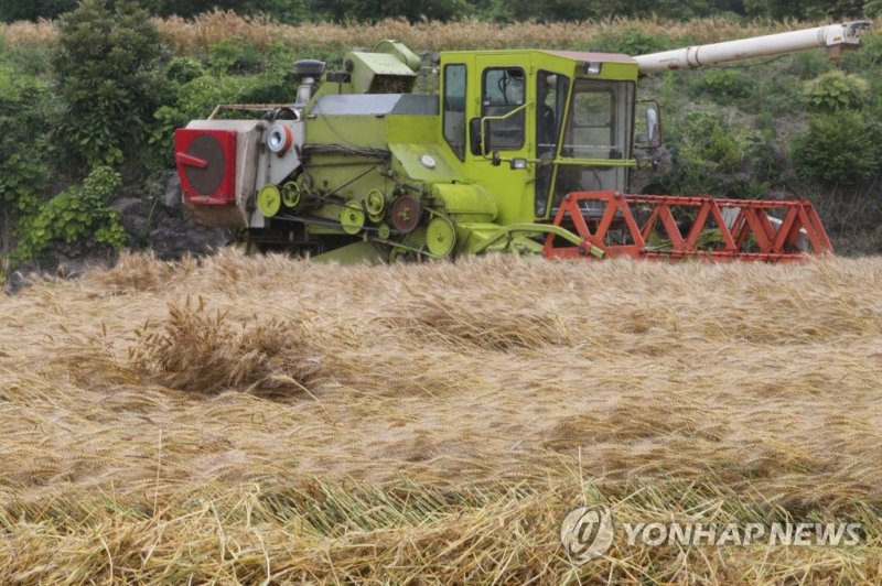 우리 밀 수확 (출처=연합뉴스)
