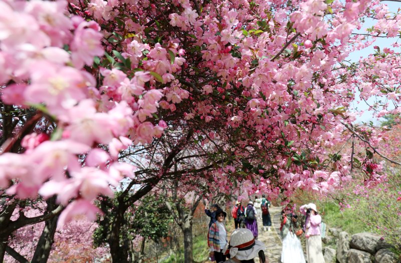 16일 전북자치도 전주시 완산칠봉 꽃동산을 찾은 상춘객들이 활짝 핀 해당화 아래에서 사진을 찍고 있다. 2025.4.16/뉴스1 ⓒ News1 유경석 기자