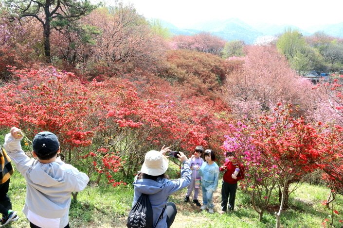 18일 전북자치도 전주시 완산공원 꽃동산을 찾은 시민들의 휴대폰 카메라로 봄 꽃을 배경으로 기념사진을 촬영하고 있다.(전주시 제공, 재판매 및 DB 금지)/뉴스1