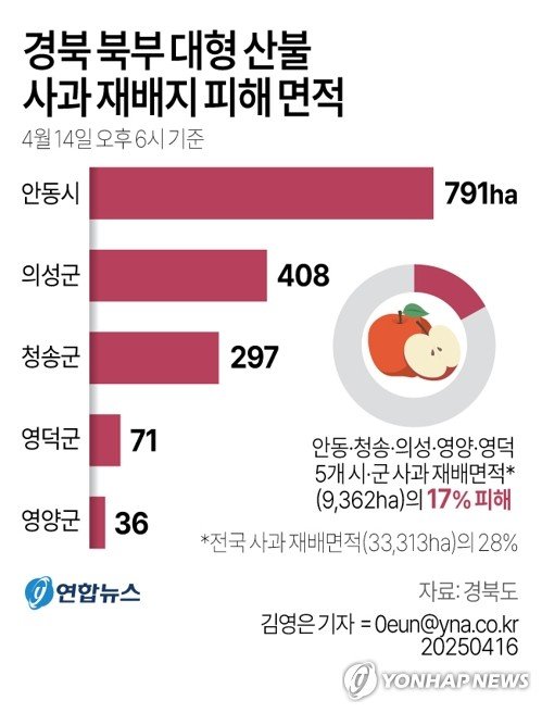 산불영향, 금사과 사태 재현되나…농민들 "가격 30%는 비싸질 것" (출처=연합뉴스)