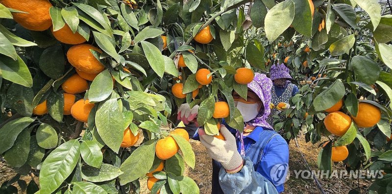 탐스러운 제주 '카라향' 수확 한창 (출처=연합뉴스)