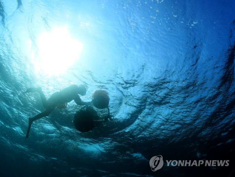제주 해녀의 물질 (출처=연합뉴스)