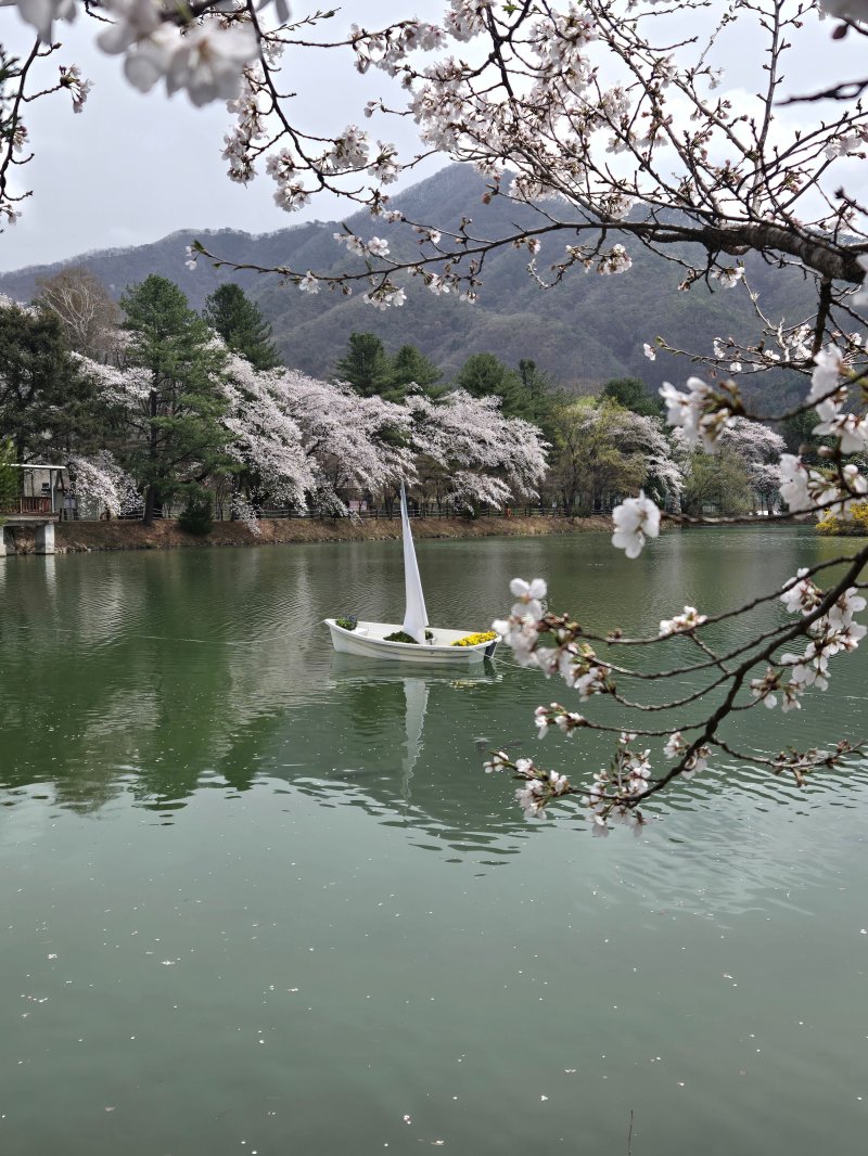 경기 가평군 청평면 옛 중앙내수면연구소 벚꽃길(가평군 제공, 재판매 및 DB 금지)/뉴스1