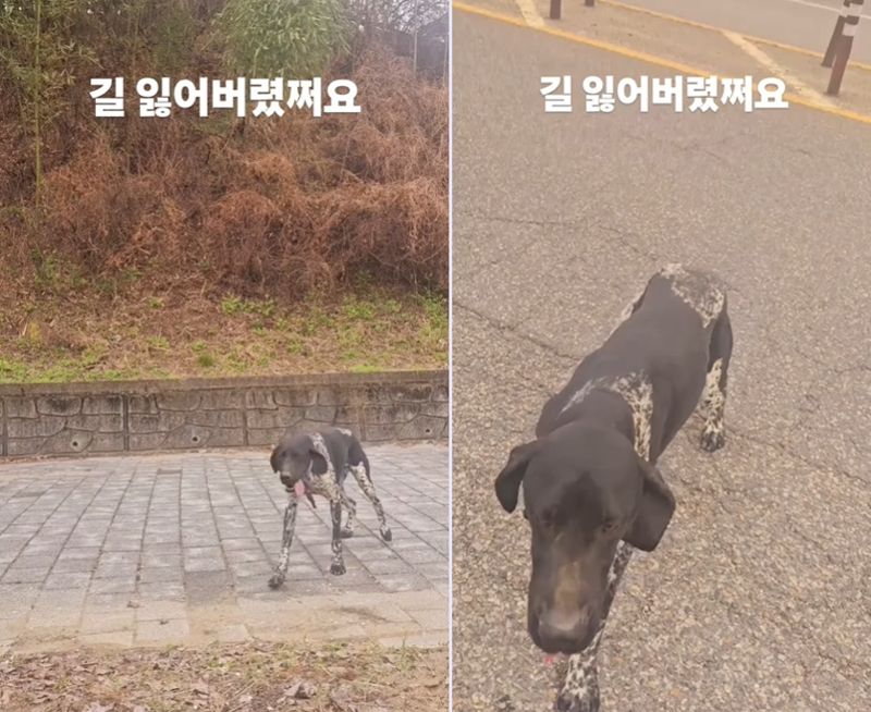 "여기 타" 한마디에 뒷좌석에 올라탔다… 길 잃은 강아지 사연