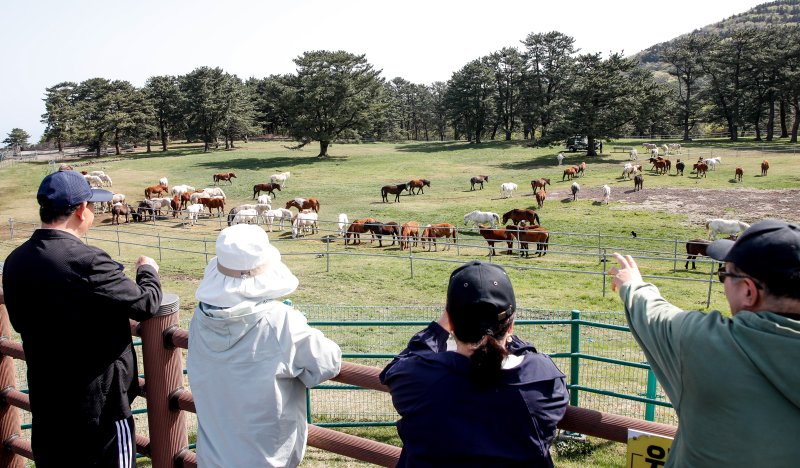 [제주=뉴시스] 우장호 기자 = 맑은 날씨를 보인 17일 오전 제주시 용강동 마(馬) 방목지에서 관광객들이 천연기념물 제347호 제주마가 초지에서 먹이활동 하는 모습을 관람하고 있다. 제주축산생명연구원은 제주마를 방목지에 풀어 오는 10월까지 제주 영주십경(瀛州十景) 중 하나인 고수목마(古藪牧馬)를 재현할 예정이다. 2025.04.17. woo1223@newsis.com