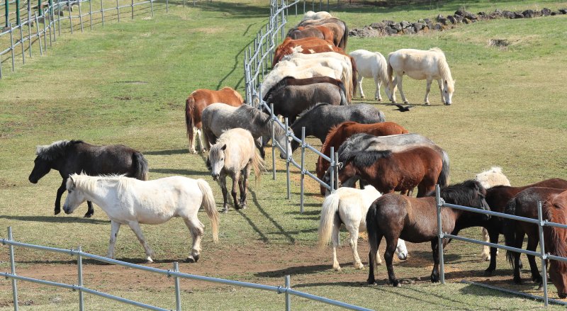 [제주=뉴시스] 우장호 기자 = 맑은 날씨를 보인 17일 오전 제주시 용강동 마(馬) 방목지에서 천연기념물 제347호 제주마가 초지로 나와 먹이활동을 하고 있다. 제주축산생명연구원은 제주마를 방목지에 풀어 오는 10월까지 제주 영주십경(瀛州十景) 중 하나인 고수목마(古藪牧馬)를 재현할 예정이다. 2025.04.17. woo1223@newsis.com