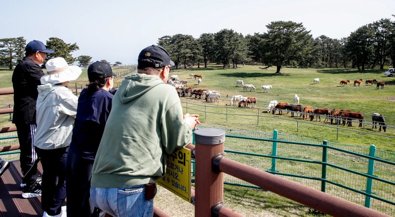 [제주=뉴시스] 우장호 기자 = 맑은 날씨를 보인 17일 오전 제주시 용강동 마(馬) 방목지에서 관광객들이 천연기념물 제347호 제주마가 초지에서 먹이활동 하는 모습을 관람하고 있다. 제주축산생명연구원은 제주마를 방목지에 풀어 오는 10월까지 제주 영주십경(瀛州十景) 중 하나인 고수목마(古藪牧馬)를 재현할 예정이다. 2025.04.17. woo1223@newsis.com