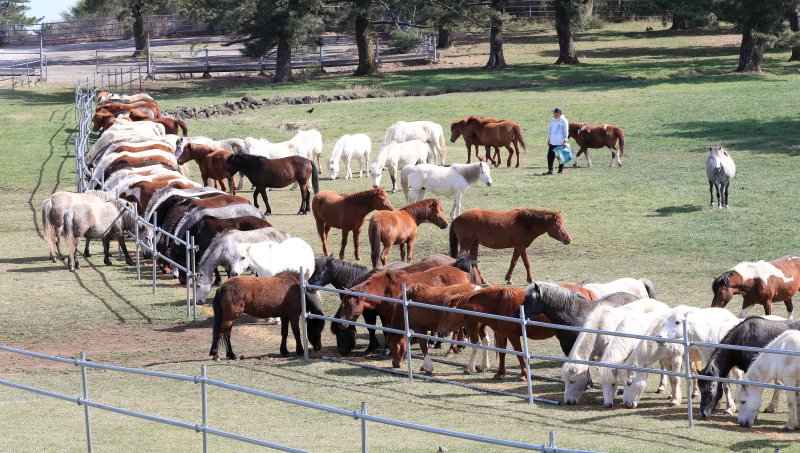 [제주=뉴시스] 우장호 기자 = 맑은 날씨를 보인 17일 오전 제주시 용강동 마(馬) 방목지에서 제주축산생명연구원 관계자들이 천연기념물 제347호 제주마에 먹이를 주고 있다. 제주축산생명연구원은 제주마를 방목지에 풀어 오는 10월까지 제주 영주십경(瀛州十景) 중 하나인 고수목마(古藪牧馬)를 재현할 예정이다. 2025.04.17. woo1223@newsis.com