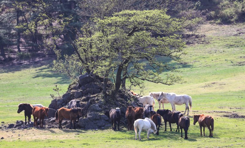 [제주=뉴시스] 우장호 기자 = 맑은 날씨를 보인 17일 오전 제주시 용강동 마(馬) 방목지에서 제주축산생명연구원 관계자들이 천연기념물 제347호 제주마에 먹이를 주고 있다.제주축산생명연구원은 제주마를 방목지에 풀어 오는 10월까지 제주 영주십경(瀛州十景) 중 하나인 고수목마(古藪牧馬)를 재현할 예정이다. 2025.04.17. woo1223@newsis.com