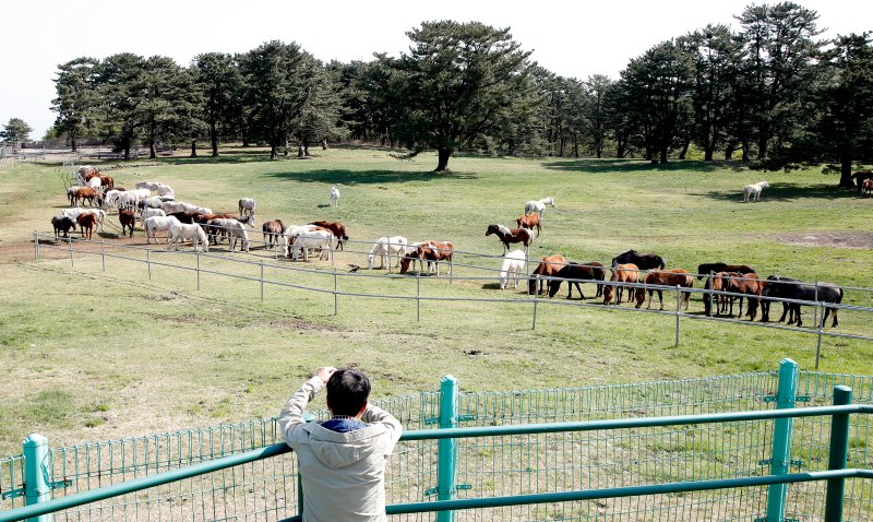 [제주=뉴시스] 우장호 기자 = 맑은 날씨를 보인 17일 오전 제주시 용강동 마(馬) 방목지에서 관광객들이 천연기념물 제347호 제주마가 초지에서 먹이활동 하는 모습을 관람하고 있다. 제주축산생명연구원은 제주마를 방목지에 풀어 오는 10월까지 제주 영주십경(瀛州十景) 중 하나인 고수목마(古藪牧馬)를 재현할 예정이다. 2025.04.17. woo1223@newsis.com