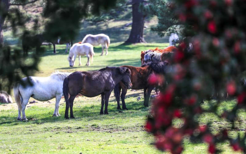 [제주=뉴시스] 우장호 기자 = 맑은 날씨를 보인 17일 오전 제주시 용강동 마(馬) 방목지에서 천연기념물 제347호 제주마가 초지로 휴식을 취하고 있다. 제주축산생명연구원은 제주마를 방목지에 풀어 오는 10월까지 제주 영주십경(瀛州十景) 중 하나인 고수목마(古藪牧馬)를 재현할 예정이다. 2025.04.17. woo1223@newsis.com