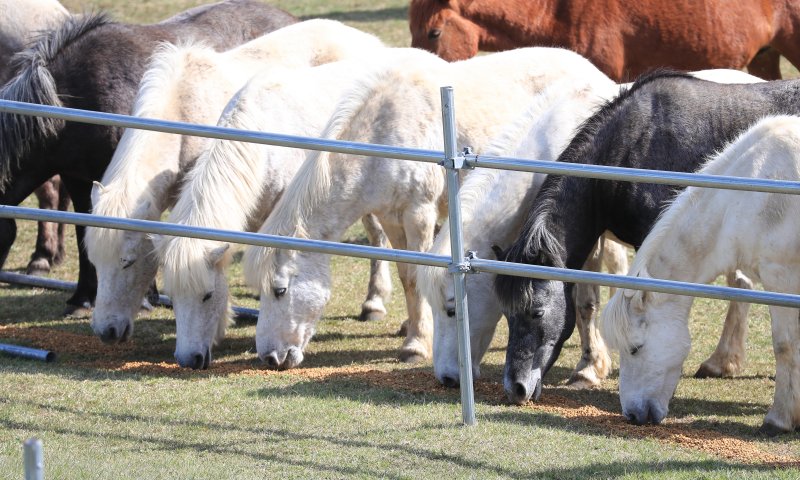 [제주=뉴시스] 우장호 기자 = 맑은 날씨를 보인 17일 오전 제주시 용강동 마(馬) 방목지에서 천연기념물 제347호 제주마가 초지로 나와 제주축산생명연구원 관계자들이 준비한 사료를 먹고 있다. 제주축산생명연구원은 제주마를 방목지에 풀어 오는 10월까지 제주 영주십경(瀛州十景) 중 하나인 고수목마(古藪牧馬)를 재현할 예정이다. 2025.04.17. woo1223@newsis.com