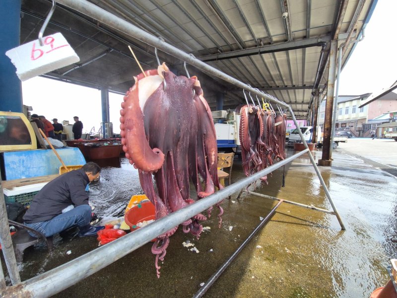 대문어 위판 중인 강원 고성군 대진항 (출처=연합뉴스)