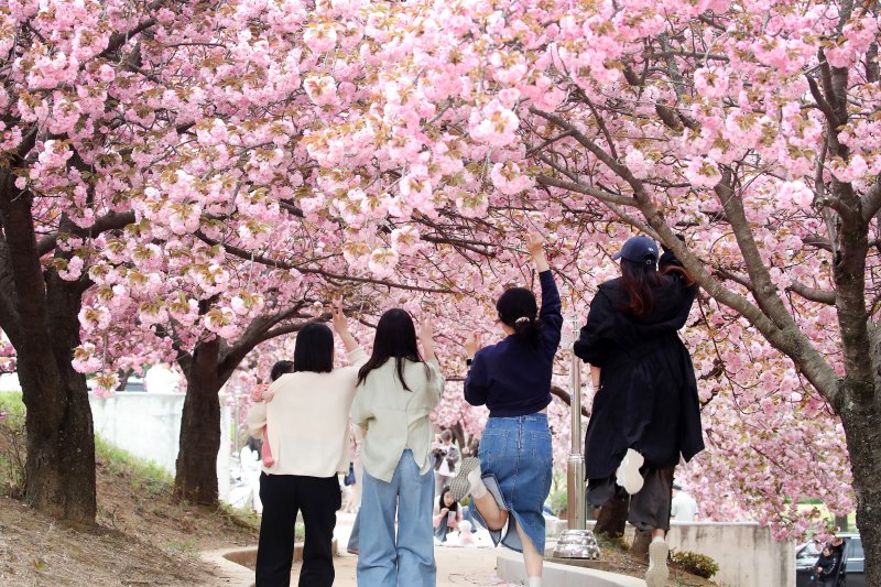 17일 오후 대구대학교 경산캠퍼스 공공인재대학 건물 뒤편 산책로에서 대학 인근 주민들이 활짝 핀 겹벚꽃을 배경으로 사진을 찍고 있다. 2025.4.17/뉴스1 ⓒ News1 공정식 기자