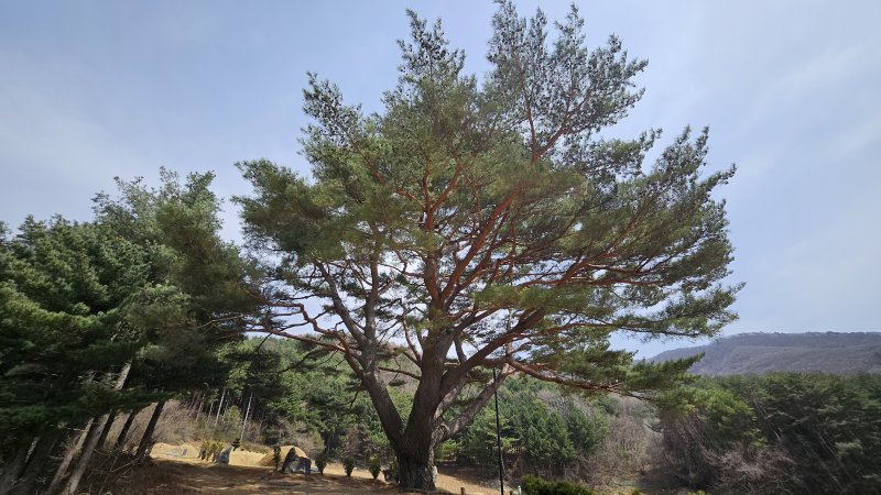 산림청의 올해의 나무로 선정된 강원 정선군 남면 문곡리 산 108번지에 위치한 300년 수령의 소나무. (정선군 제공. 재판매 및 DB금지) 2025.4.18/뉴스1