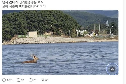 소쿠리섬 인근에서 헤엄치는 사슴 (출처=연합뉴스)