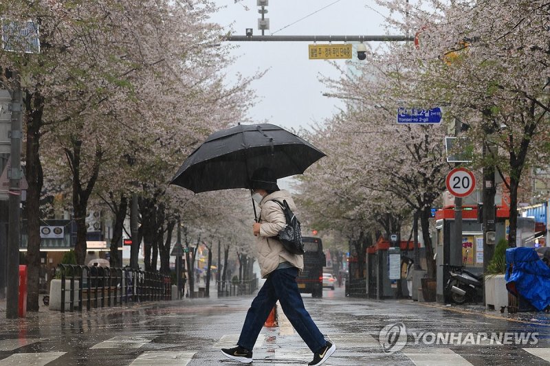봄에 내리는 비 (출처=연합뉴스)