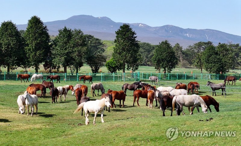 한라산 중턱의 제주마들 (출처=연합뉴스)