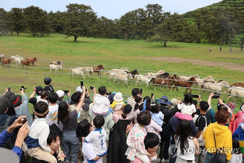 제주마 관람하는 봄 나들이객 (출처=연합뉴스)