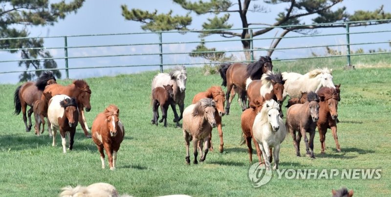 달려라 제주마 (출처=연합뉴스)