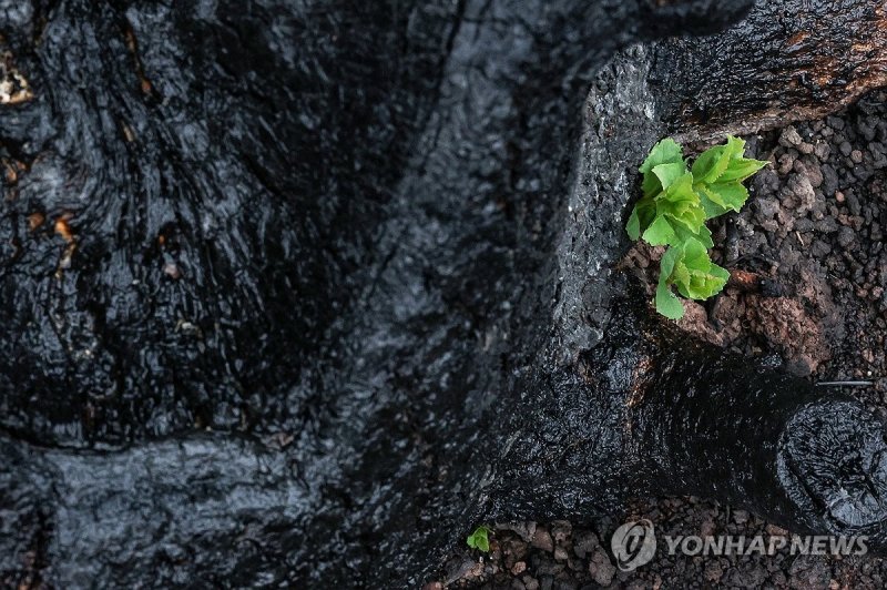 산불 지나간 자리 적시는 봄비 (출처=연합뉴스)