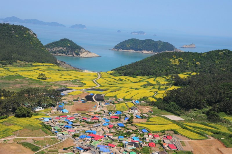 조도면 관매도 유채밭 풍경(진도군 제공, 재판매 및 DB 금지)