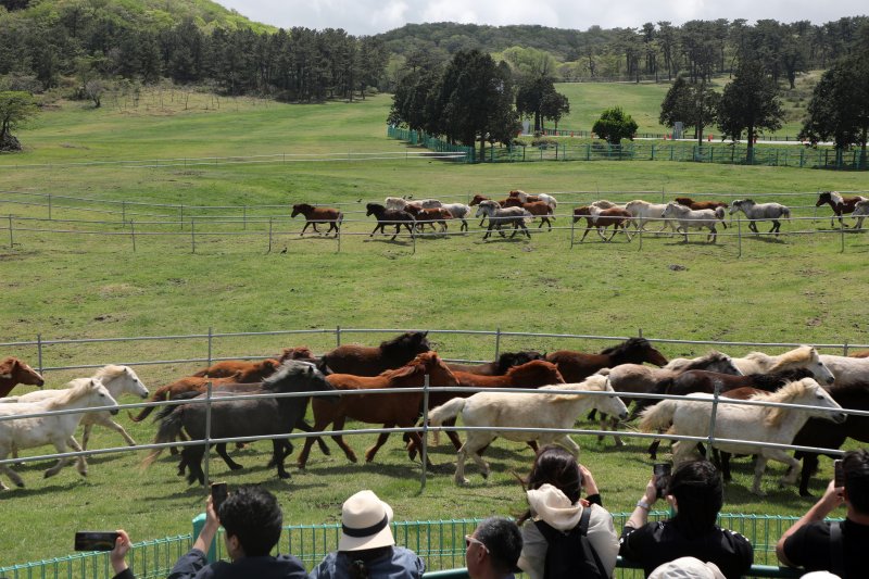 19일 제주시 제주마방목지에서 방목된 천연기념물 제주마 100여 마리를 보고 있는 사람들. 이곳에서는 오는 20일까지 '2025 제주마 입목 문화축제 347 페스티벌'이 열린다.2025.4.19/뉴스1 ⓒ News1 홍수영 기자