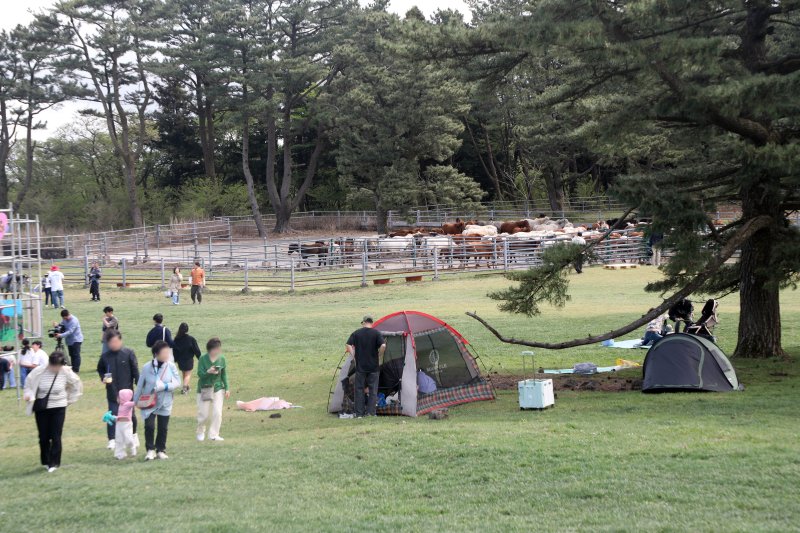19일 제주시 제주마방목지에서 열린 '2025 제주마 입목 문화축제 347 페스티벌'에서 한 가족이 봄 날씨를 즐기고 있다. 2025.4.19/뉴스1 ⓒ News1 홍수영 기자