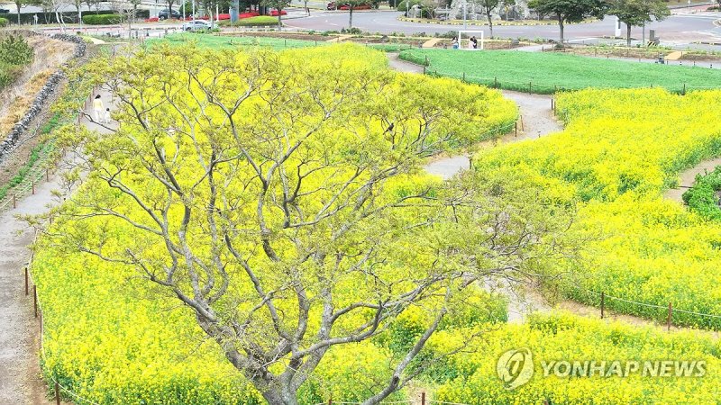 샛노란 봄의 정원에서 (출처=연합뉴스)