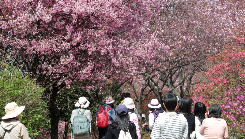 16일 전북자치도 전주시 완산칠봉 꽃동산을 찾은 상춘객들이 활짝 핀 해당화 아래에서 사진을 찍고 있다. 2025.4.16/뉴스1 ⓒ News1 유경석 기자