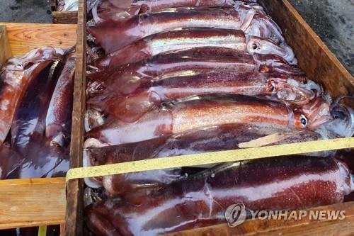 관식이가 잡던 오징어는 어디로…어획량 20만t 사라졌다 (출처=연합뉴스)