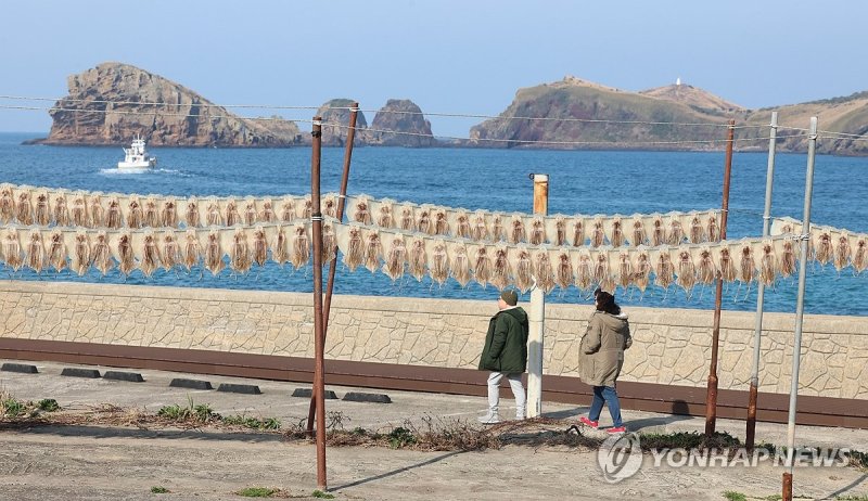 오징어 말리는 풍경 (출처=연합뉴스)